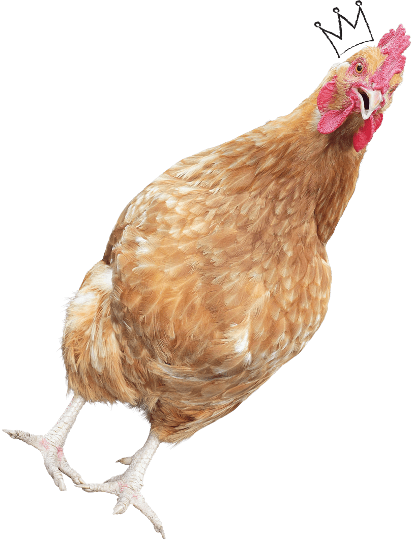 A chick with a decorative bib drawn on