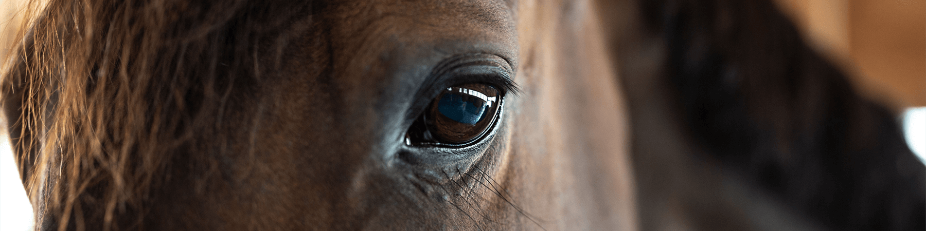 Close-up picture of a horse's eye and face