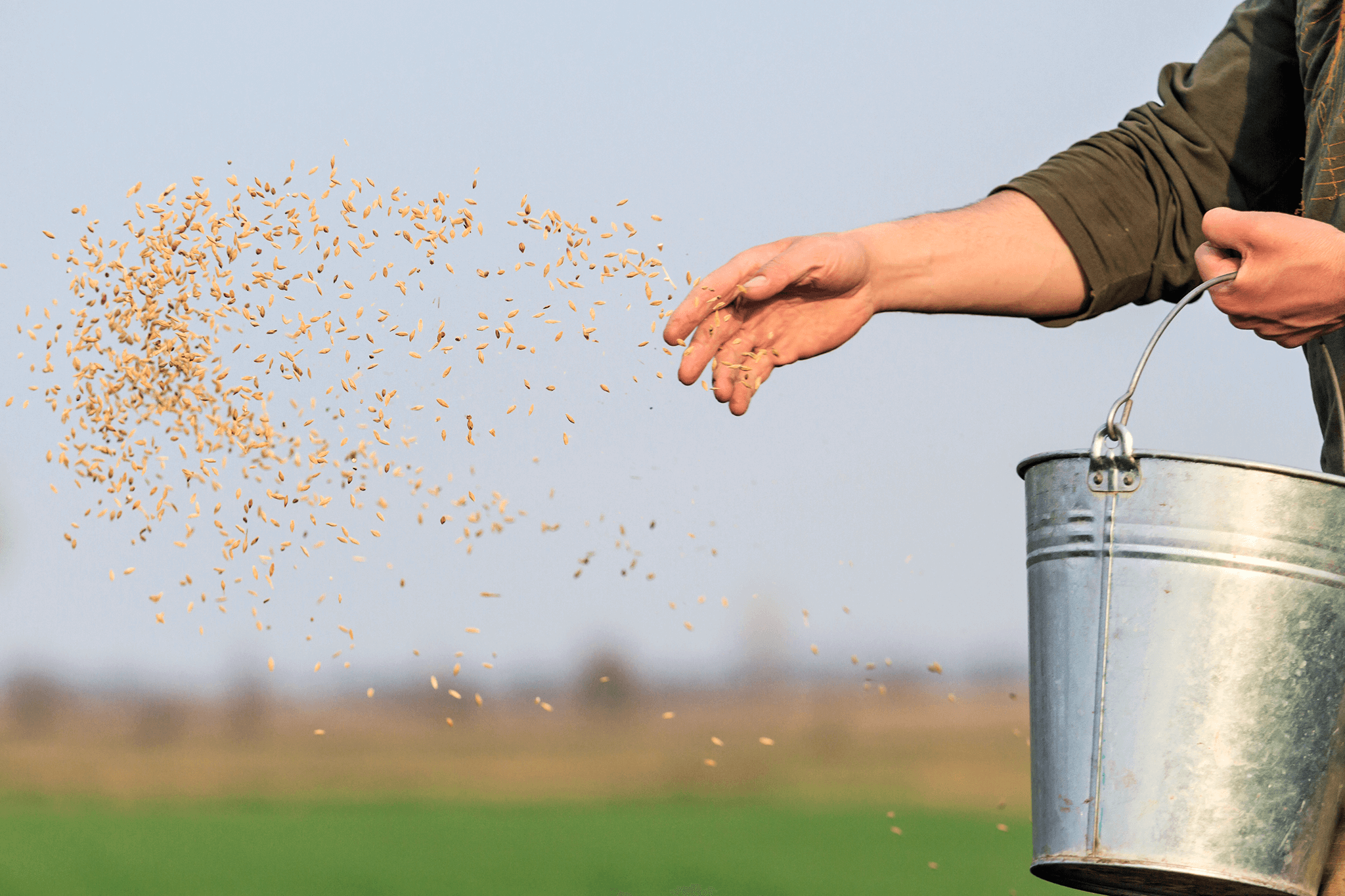A photograph of grains in a farmer's field