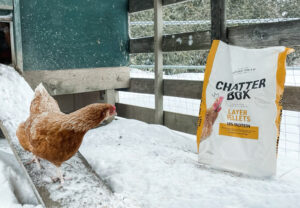 Maximize egg laying in winter